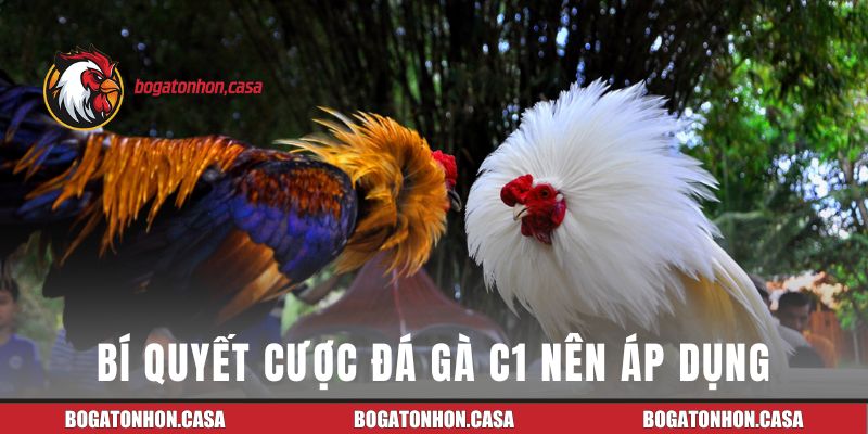 Những bí quyết cược đá gà C1 nên áp dụng