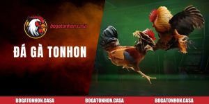Đá Gà Tonhon