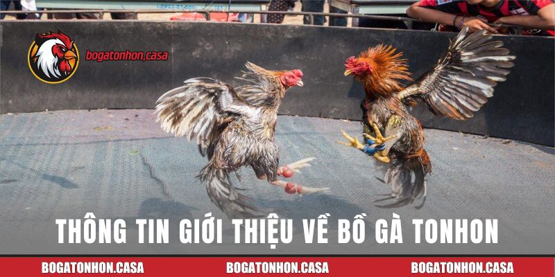 Thông tin giới thiệu về bồ gà Tonhon