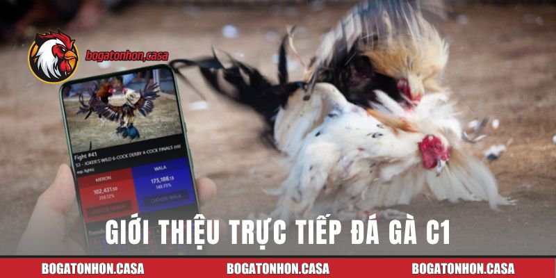Giới thiệu trực tiếp đá gà C1