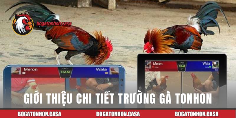 Giới thiệu chi tiết trường gà Tonhon