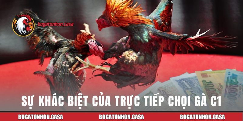 Sự khác biệt của trực tiếp chọi gà C1