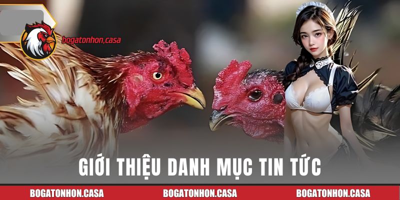 Giới thiệu danh mục tin tức