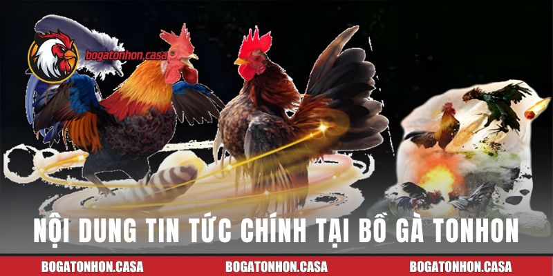 Những bản tin chính từ Bồ Gà Tonhon