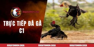 trực tiếp đá gà C1