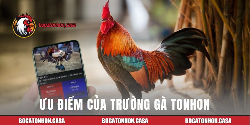 Ưu điểm của trường gà Tonhon
