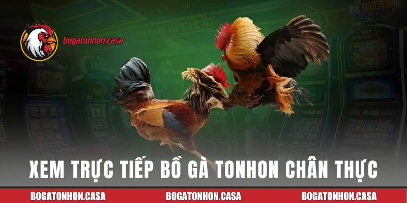 Xem trực tiếp bồ gà Tonhon chân thực trong từng phút